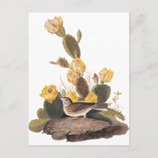 Audubon Vesper Sparrow en Prickly Pear Cactus Briefkaart (Voorkant)