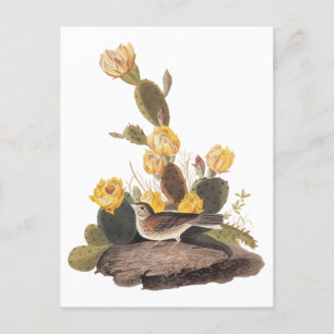 Audubon Vesper Sparrow en Prickly Pear Cactus Briefkaart
