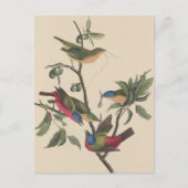Audubon Vibrant Geschilderd Bunting Wildlife Paint Briefkaart (Voorkant)