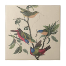 Audubon Vibrant Geschilderd Bunting Wildlife Paint
