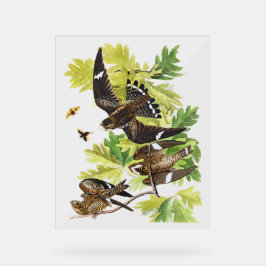 Audubon Vogels - Nacht Havik Acryl Bord