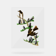 Audubon Vogels - Olijfzijde-tiran