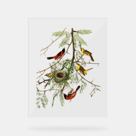 Audubon Vogels - Tuinoriool - Honingboom Acryl Bord