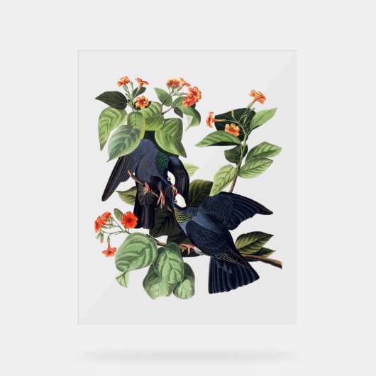 Audubon Vogels - Witgekroonde Duiven Acryl Bord (Voorkant)