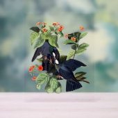 Audubon Vogels - Witgekroonde Duiven Acryl Bord (Neutraal)