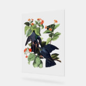 Audubon Vogels - Witgekroonde Duiven Acryl Bord (Hoek)