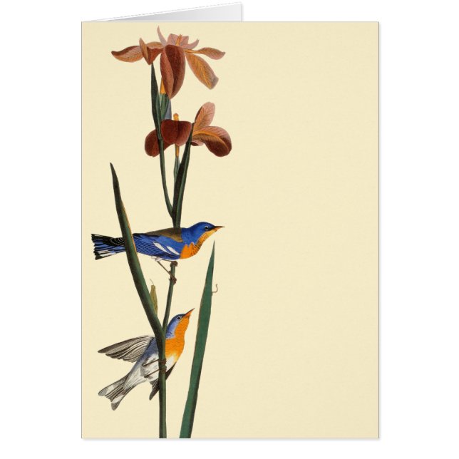 Audubon: Warbler (Voorkant)