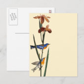 Audubon: Warbler Briefkaart (Voorkant / Achterkant)