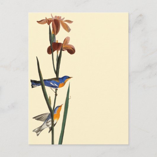 Audubon: Warbler Briefkaart (Voorkant)