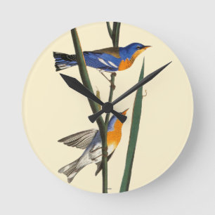Audubon: Warbler Ronde Klok
