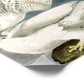 Audubon White Gyrfalcon White Bird Poster (Hoek)