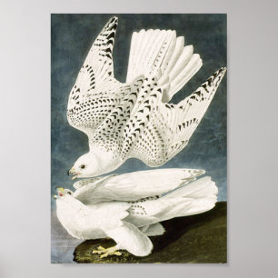 Audubon White Gyrfalcon White Bird Poster