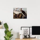 Audubon White Ibis Poster (Thuiskantoor)