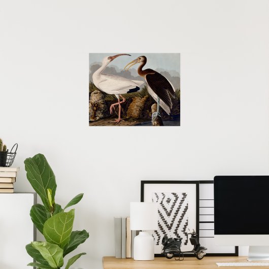 Audubon White Ibis Poster (Thuiskantoor)