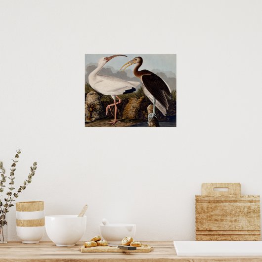 Audubon White Ibis Poster (Keuken)