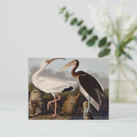 Audubon White Ibis Vogeldieren Wildlife Briefkaart (Staand voorkant)