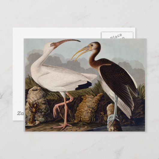 Audubon White Ibis Vogeldieren Wildlife Briefkaart (Voorkant / Achterkant)