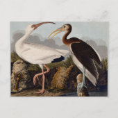 Audubon White Ibis Vogeldieren Wildlife Briefkaart (Voorkant)