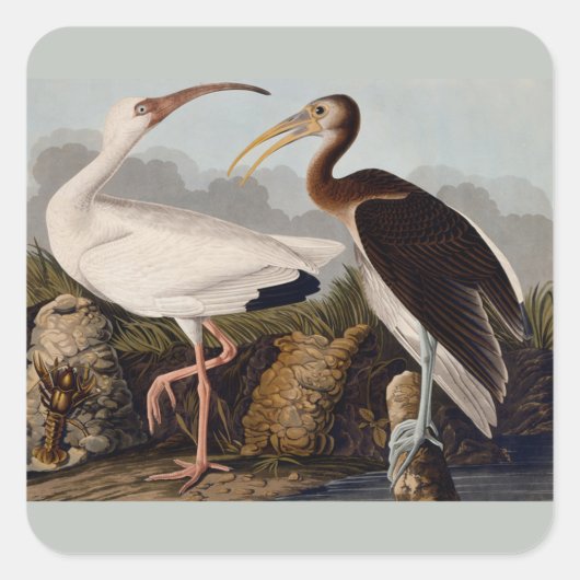 Audubon White Ibis Vogeldieren Wildlife Vierkante Sticker (Voorkant)