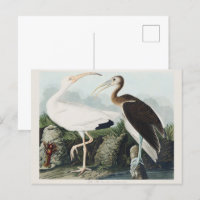 Audubon White Labis Bird Wildlife Painting