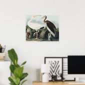 Audubon White Labis Bird Wildlife Painting Poster (Thuiskantoor)