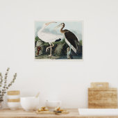 Audubon White Labis Bird Wildlife Painting Poster (Keuken)