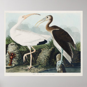 Audubon White Labis Bird Wildlife Painting Poster
