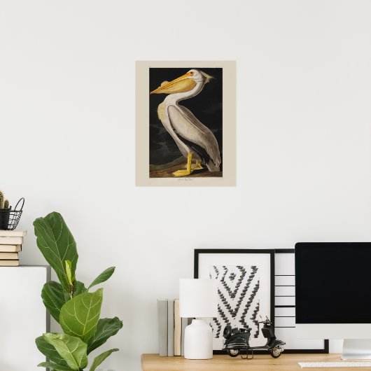 Audubon White Pelican Bird  Print (Thuiskantoor)