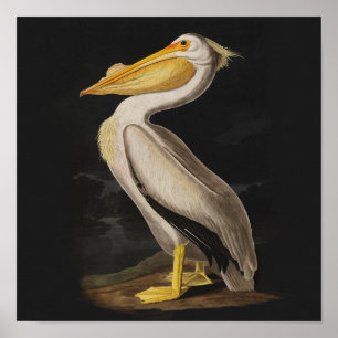 Audubon White Pelican Bird  Print