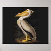Audubon White Pelican Bird  Print (Voorkant)