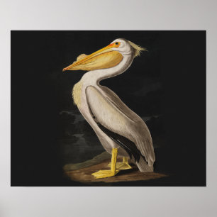 Audubon White Pelican Bird  Print
