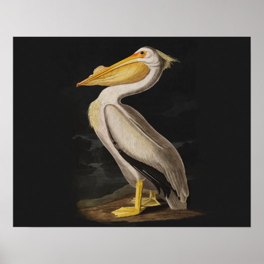 Audubon White Pelican Bird  Print (Voorkant)