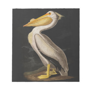 Audubon White Pelican Bird  Print Notitieblok