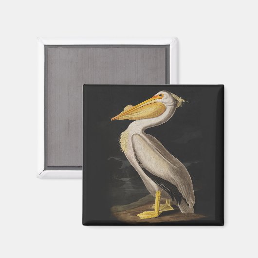 Audubon White Pelican Print Magneet (Voorkant / Achterkant)