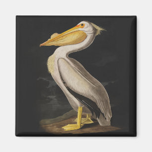 Audubon White Pelican Print Magneet