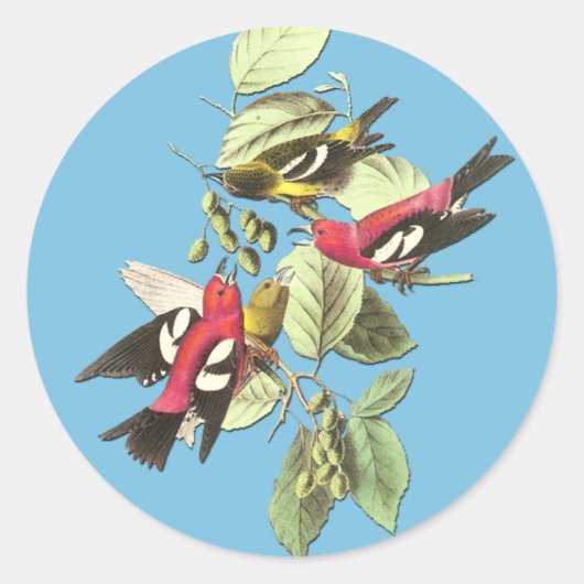 Audubon White-Winged Crossbill Bird Art Stickers (Voorkant)