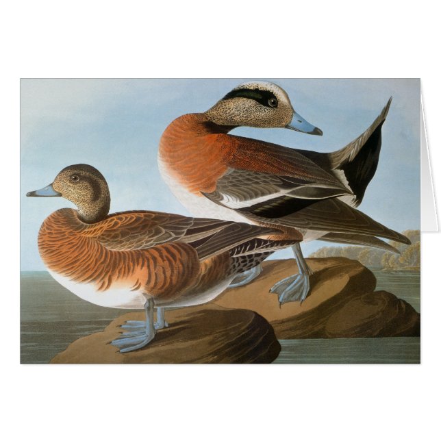 Audubon: Wigeon (Voorkant Horizontaal)