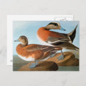 Audubon: Wigeon Briefkaart (Voorkant / Achterkant)