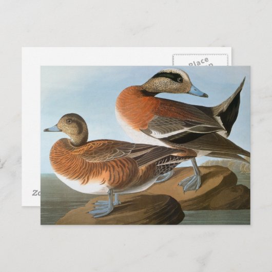Audubon: Wigeon Briefkaart (Voorkant / Achterkant)
