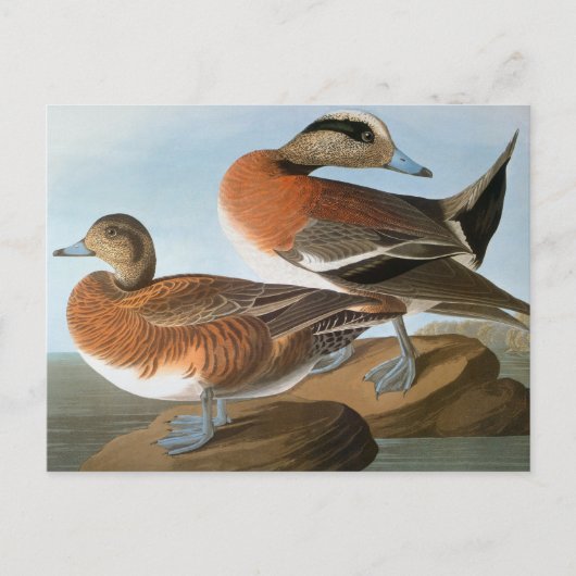 Audubon: Wigeon Briefkaart (Voorkant)