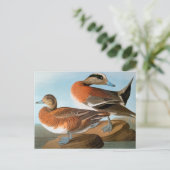 Audubon: Wigeon Briefkaart (Staand voorkant)