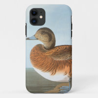 Audubon: Wigeon
