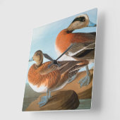 Audubon: Wigeon Vierkante Klok (Hoek)