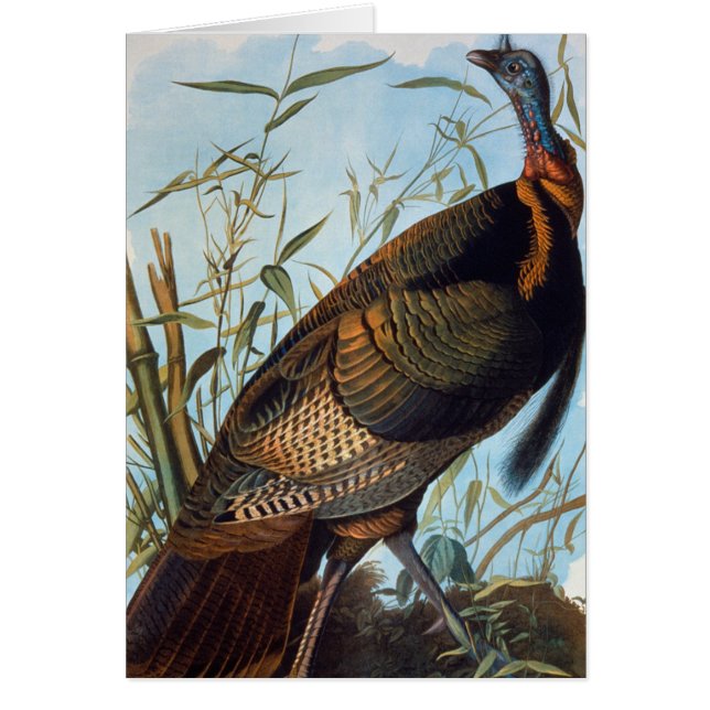 Audubon: Wild Turkey (Voorkant)
