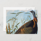 Audubon: Wild Turkey Briefkaart (Voorkant / Achterkant)