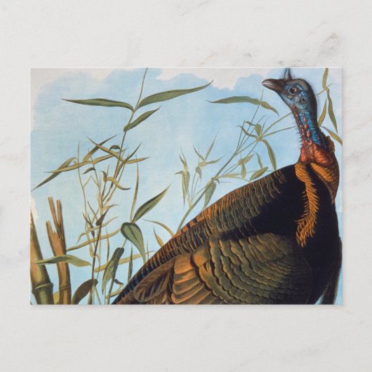 Audubon: Wild Turkey Briefkaart (Voorkant)