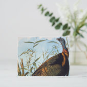 Audubon: Wild Turkey Briefkaart (Staand voorkant)