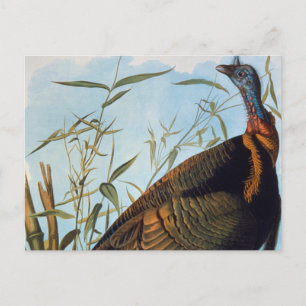 Audubon: Wild Turkey Briefkaart