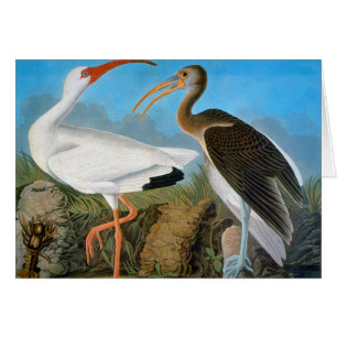 Audubon: witte ibis