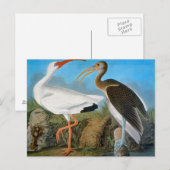 Audubon: witte ibis briefkaart (Voorkant / Achterkant)